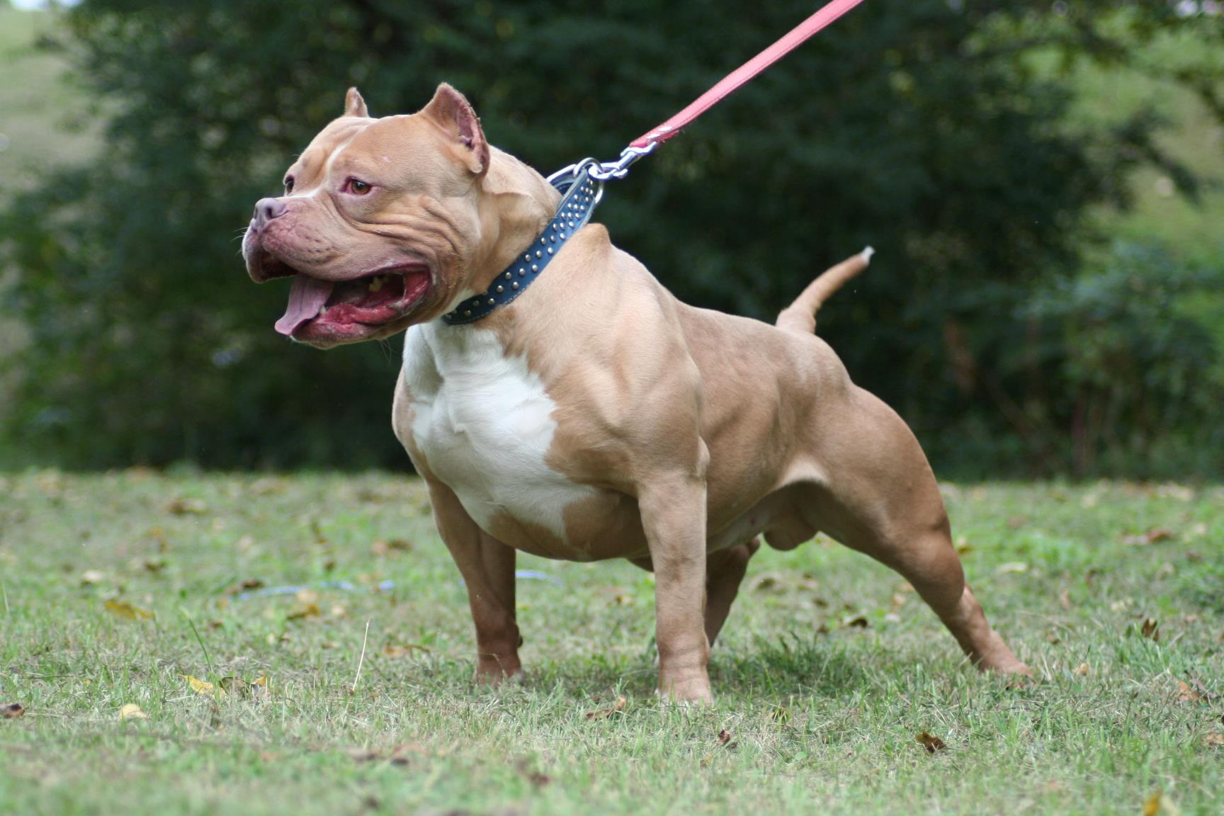 Awesome Fawn Pit Bull Dog