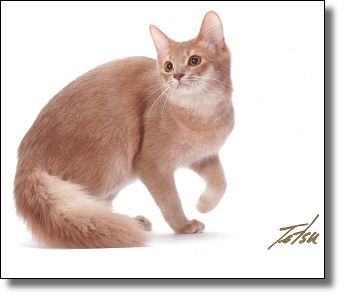 Awesome Fawn Somali Cat