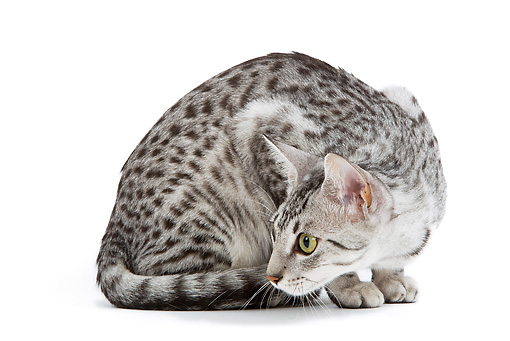 Awesome Grey Egyptian Mau Cat