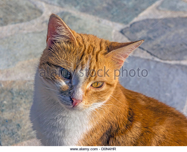 Awesome Orange Aegean Cat