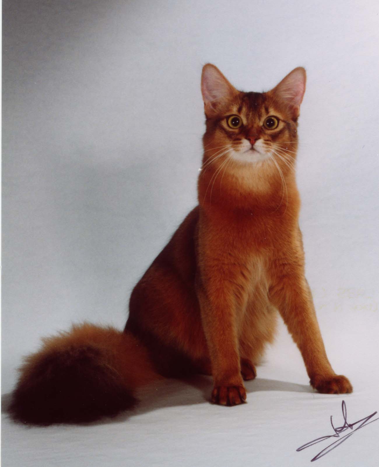 Awesome Red Somali Cat Sitting