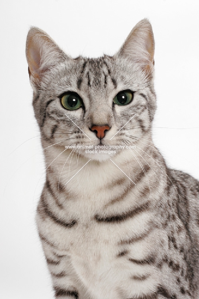 Awesome Silver Egyptian Mau Cat Face