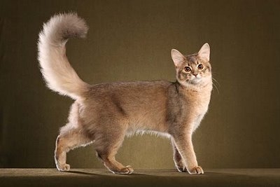 Awesome Somali Cat With Long Tail