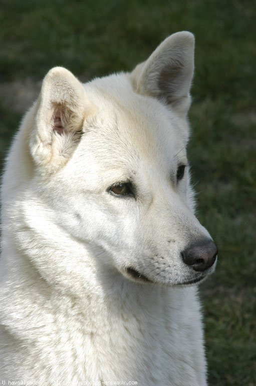 Awesome White Canaan Dog Face