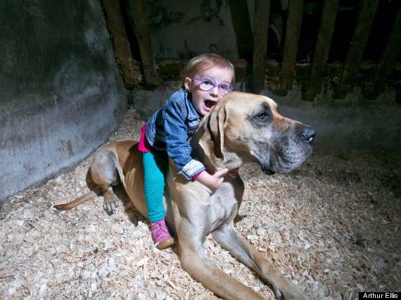 Baby Sitting On Great Dane Dog