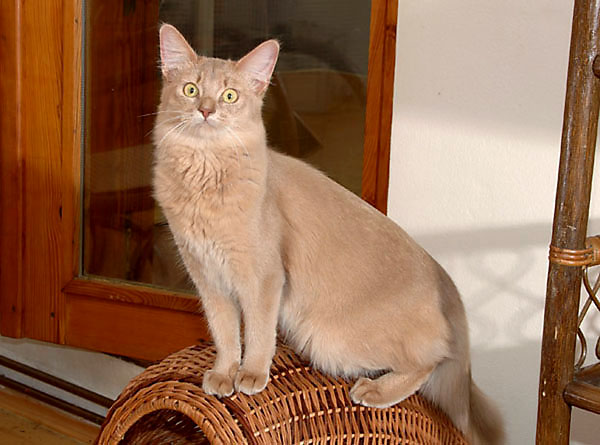Beautiful Adult Fawn Somali Cat
