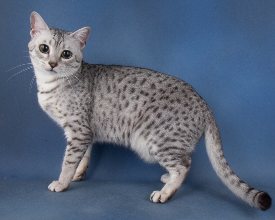 Beautiful Adult Silver Egyptian Mau Cat Photo