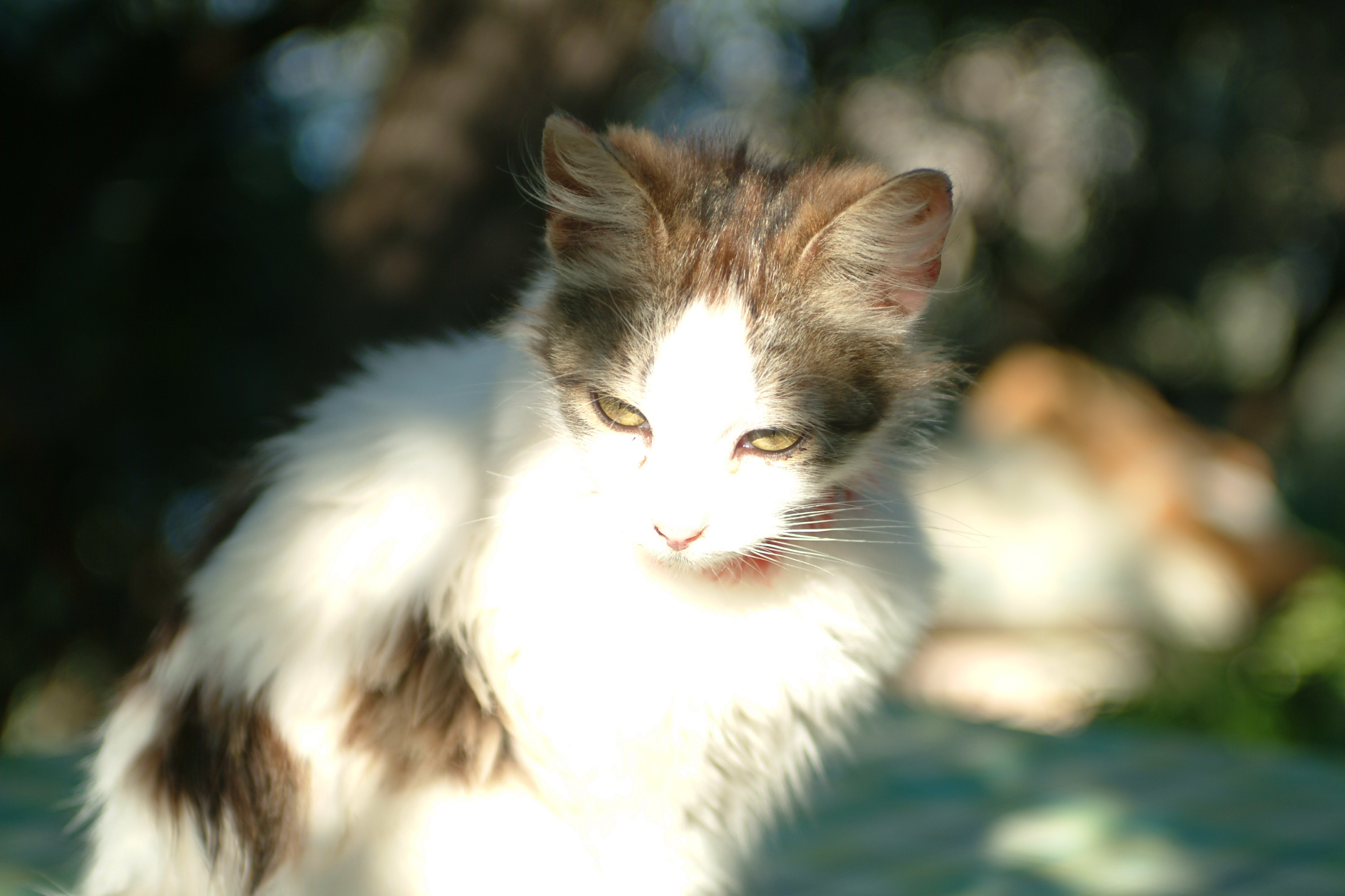 Beautiful Aegean Cat Picture