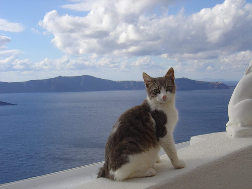 Beautiful Aegean Cat Sitting