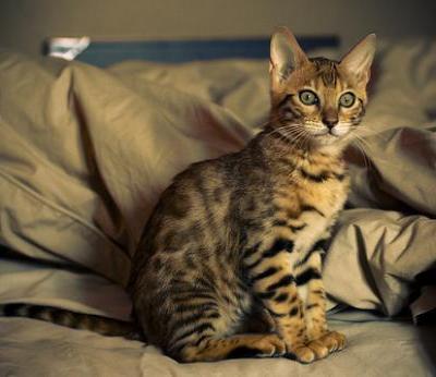 Beautiful Bengal Cat Sitting On Bed