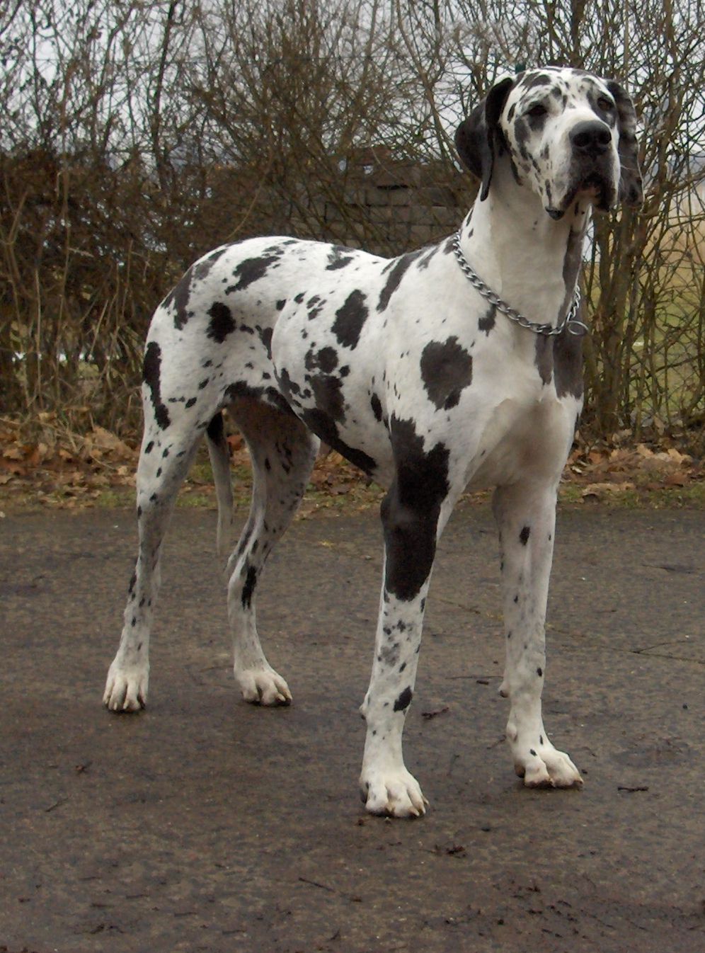 Beautiful Black And White Brindle Great Dane Dog