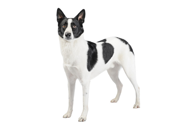 Beautiful Black And White Canaan Dog