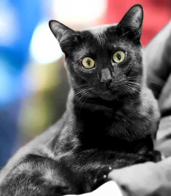 Beautiful Black Egyptian Mau Cat