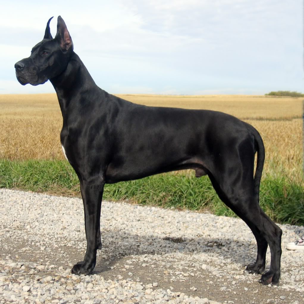Beautiful Black Great Dane Dog
