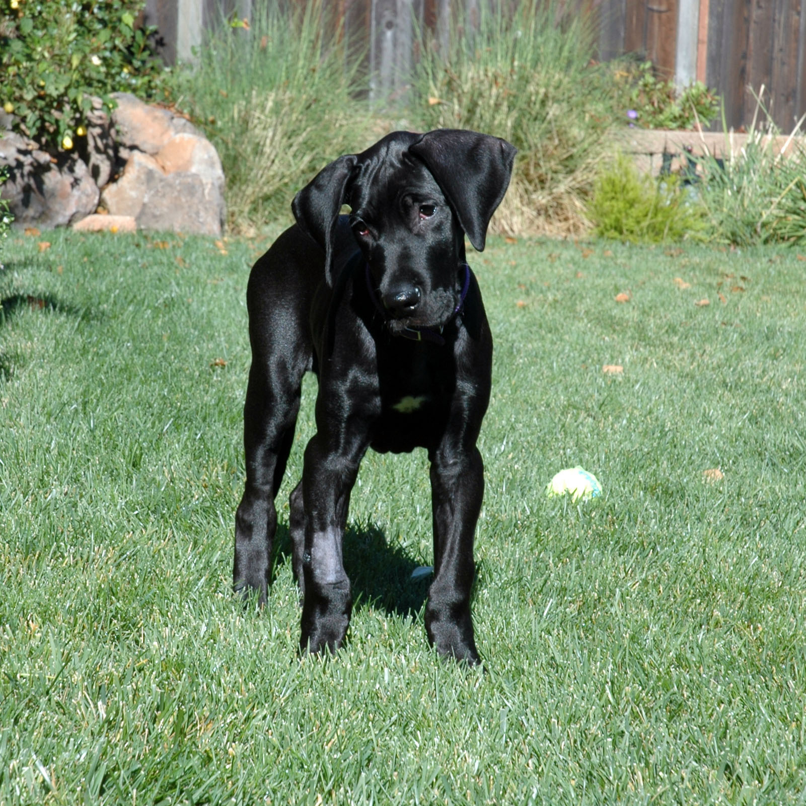 Beautiful Black Great Dane Puppy In Garden