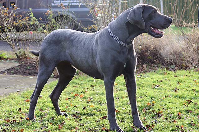 Beautiful Blue Great Dane Dog