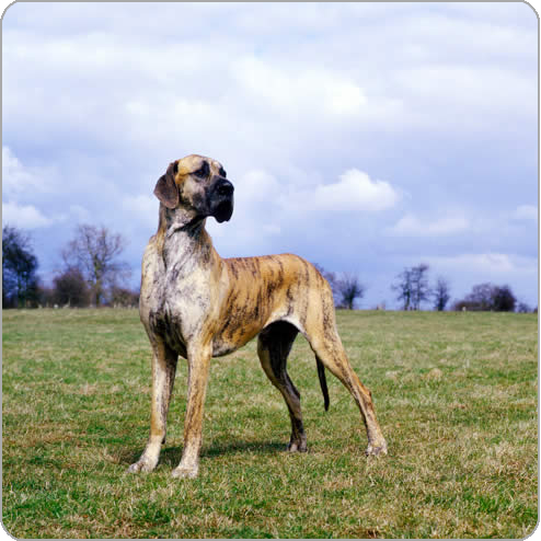 Beautiful Brindle Great Dane Dog