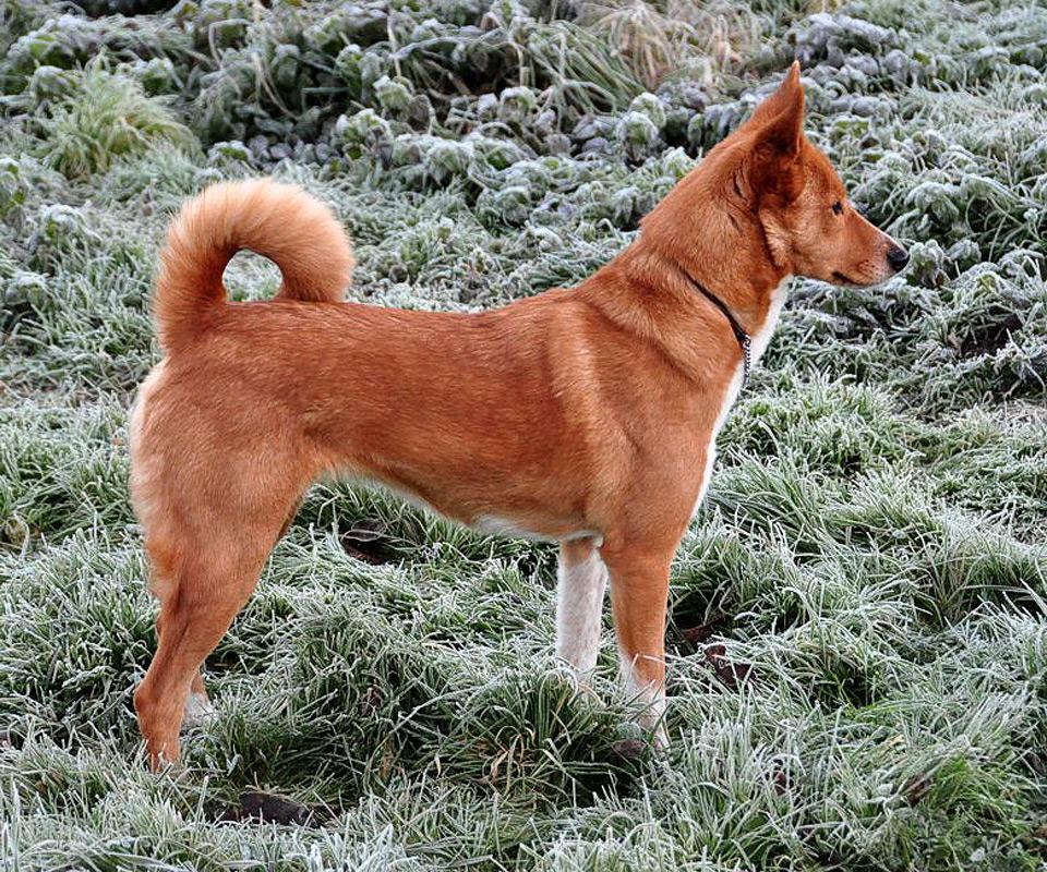 Beautiful Brown Canaan Dog Side Pose