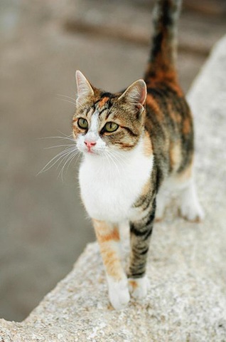 Beautiful Calico Aegean Cat