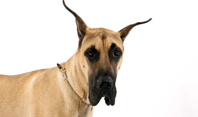 Beautiful Fawn Great Dane Dog Face