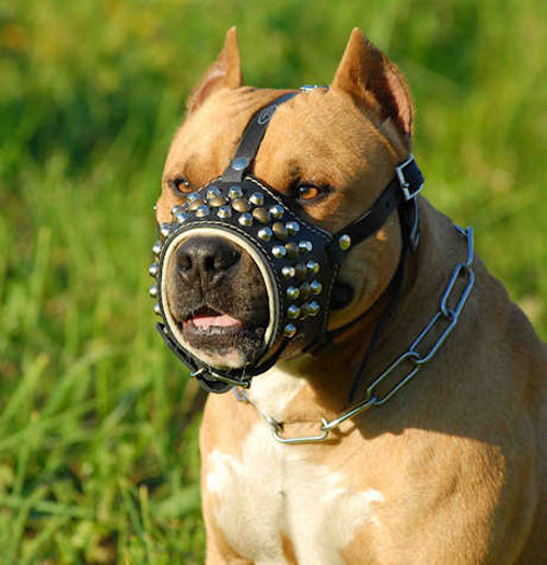 Beautiful Fawn Pit Bull Dog Wearing Leather Muzzle