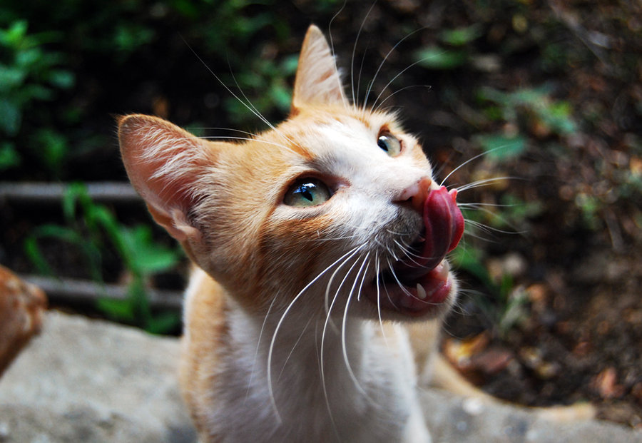 Beautiful Orange Aegean Cat