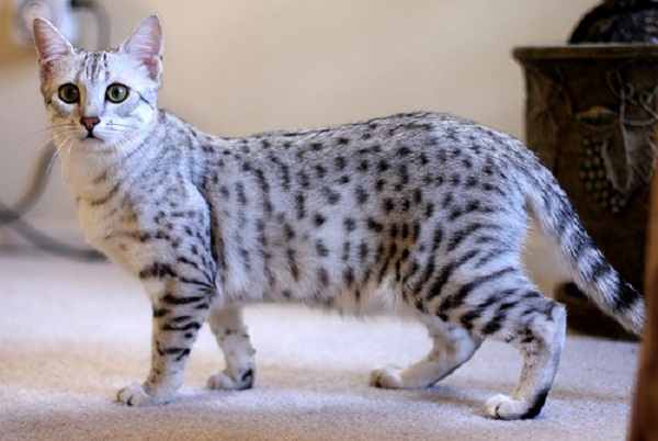 Beautiful Silver Egyptian Mau Cat