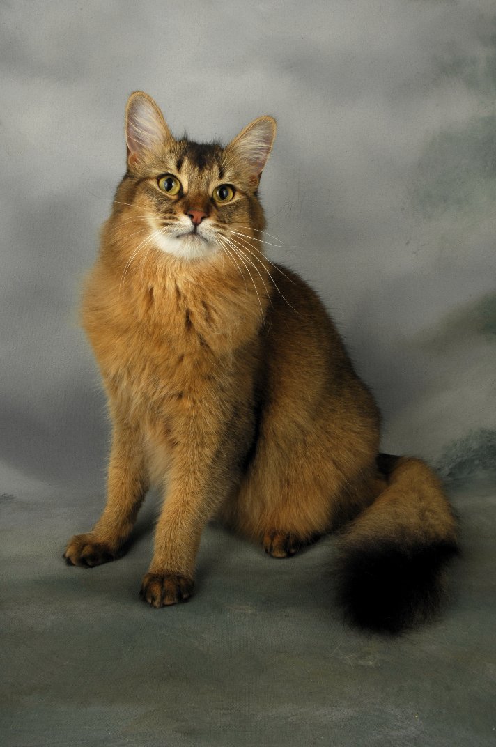 55 Most Beautiful Somali Cat Pictures And Photos