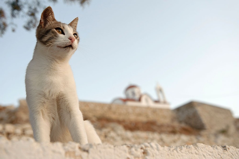 Beautiful White Aegean Cat Sitting