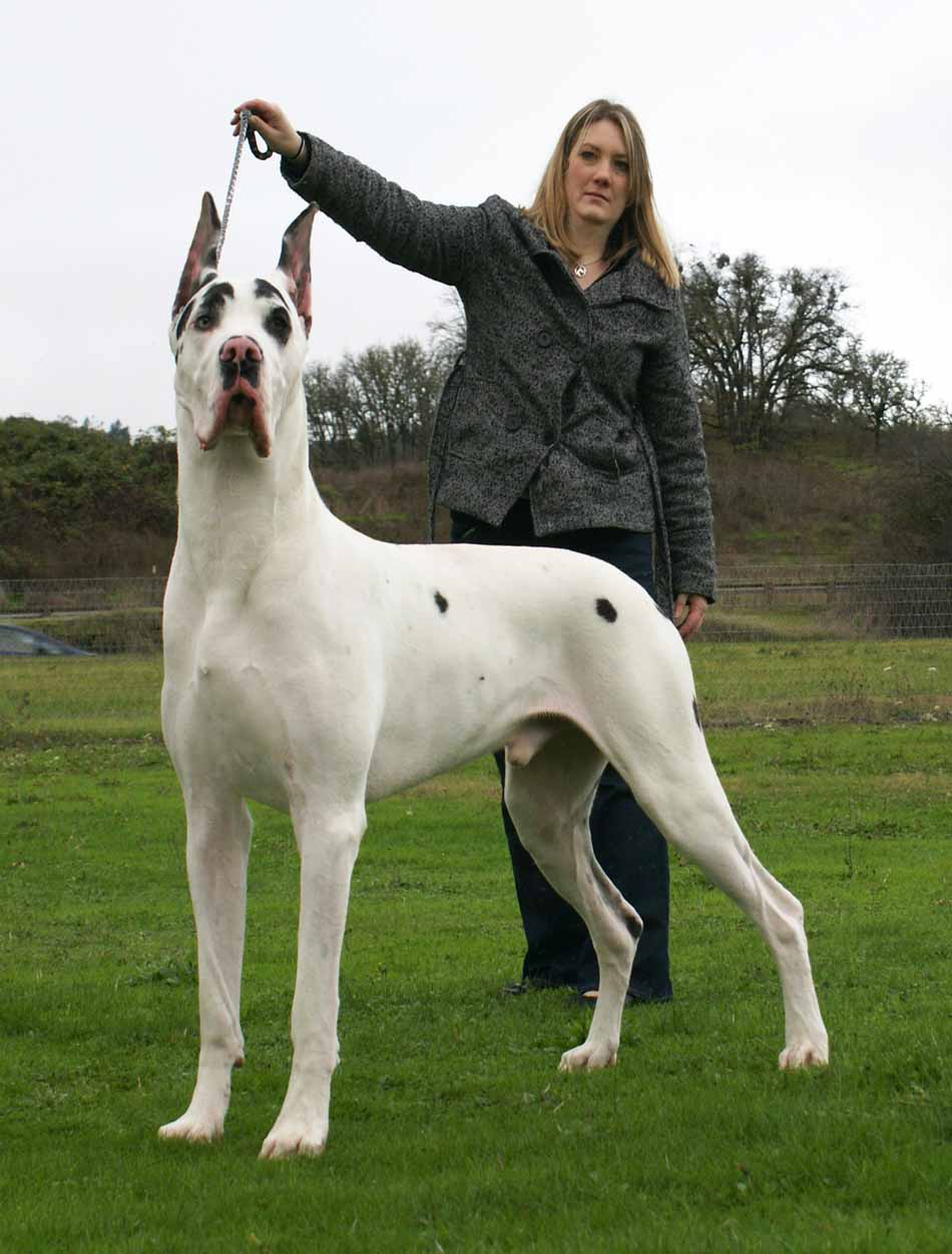 Beautiful White Great Dane Dog With Girl