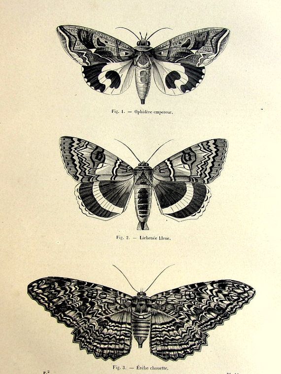 Black And Grey Three Moth Tattoo Design