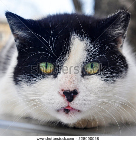 Black And White Aegean Cat Face Closeup