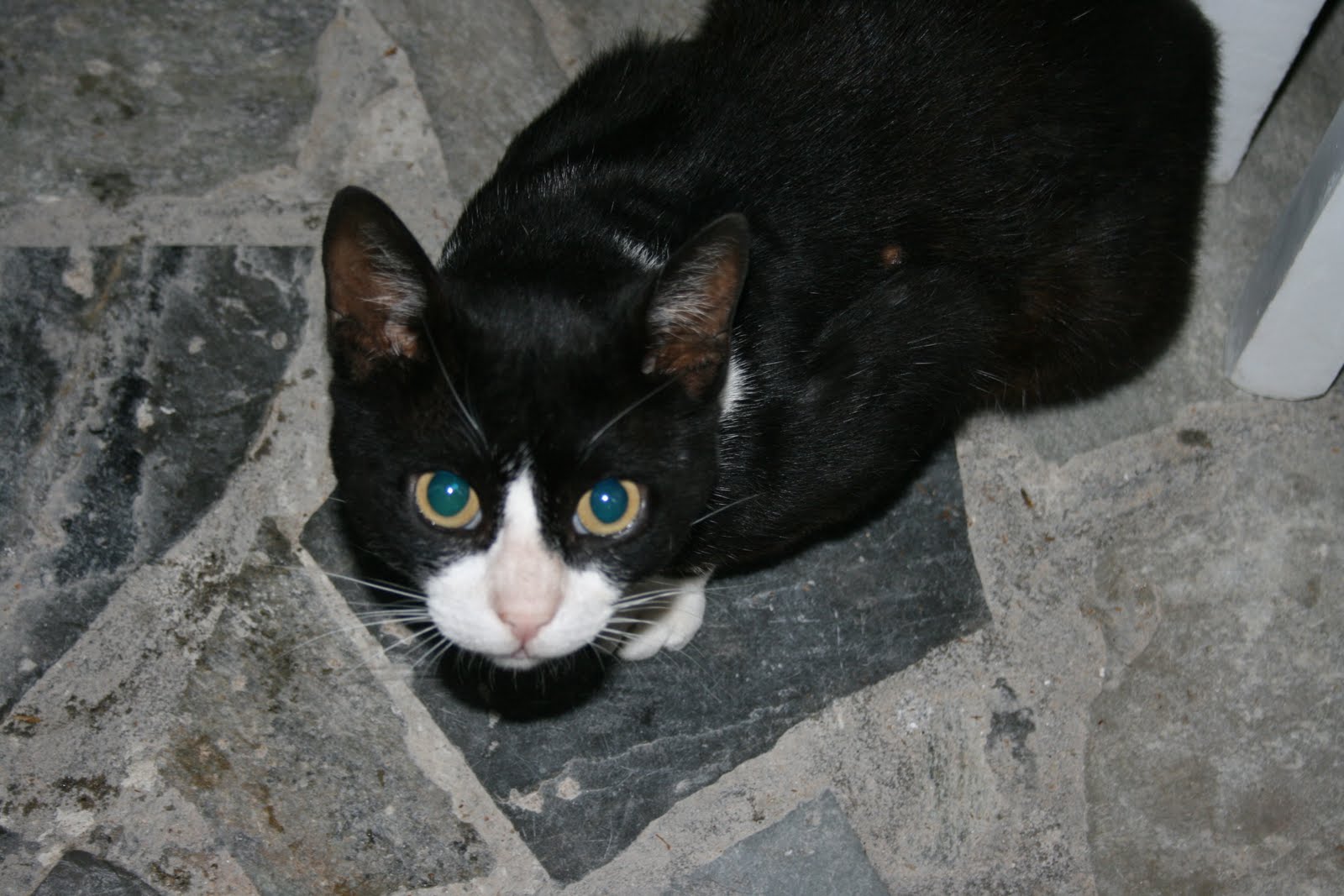 Black And White Aegean Cat Looking Up