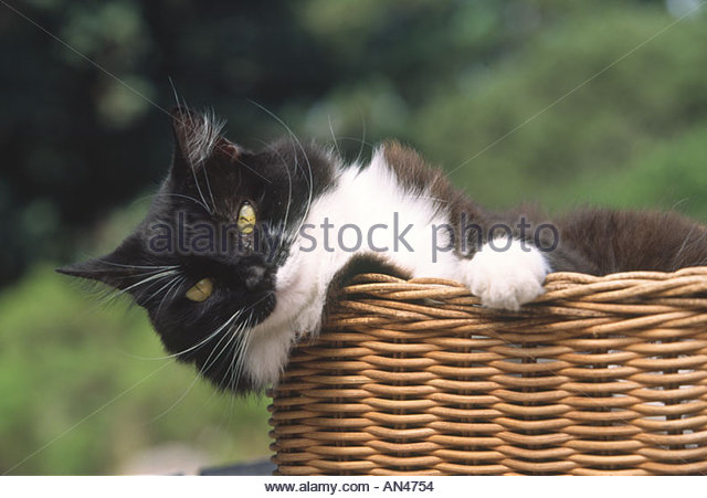 Black And White Aegean Cat Relaxing In Basket