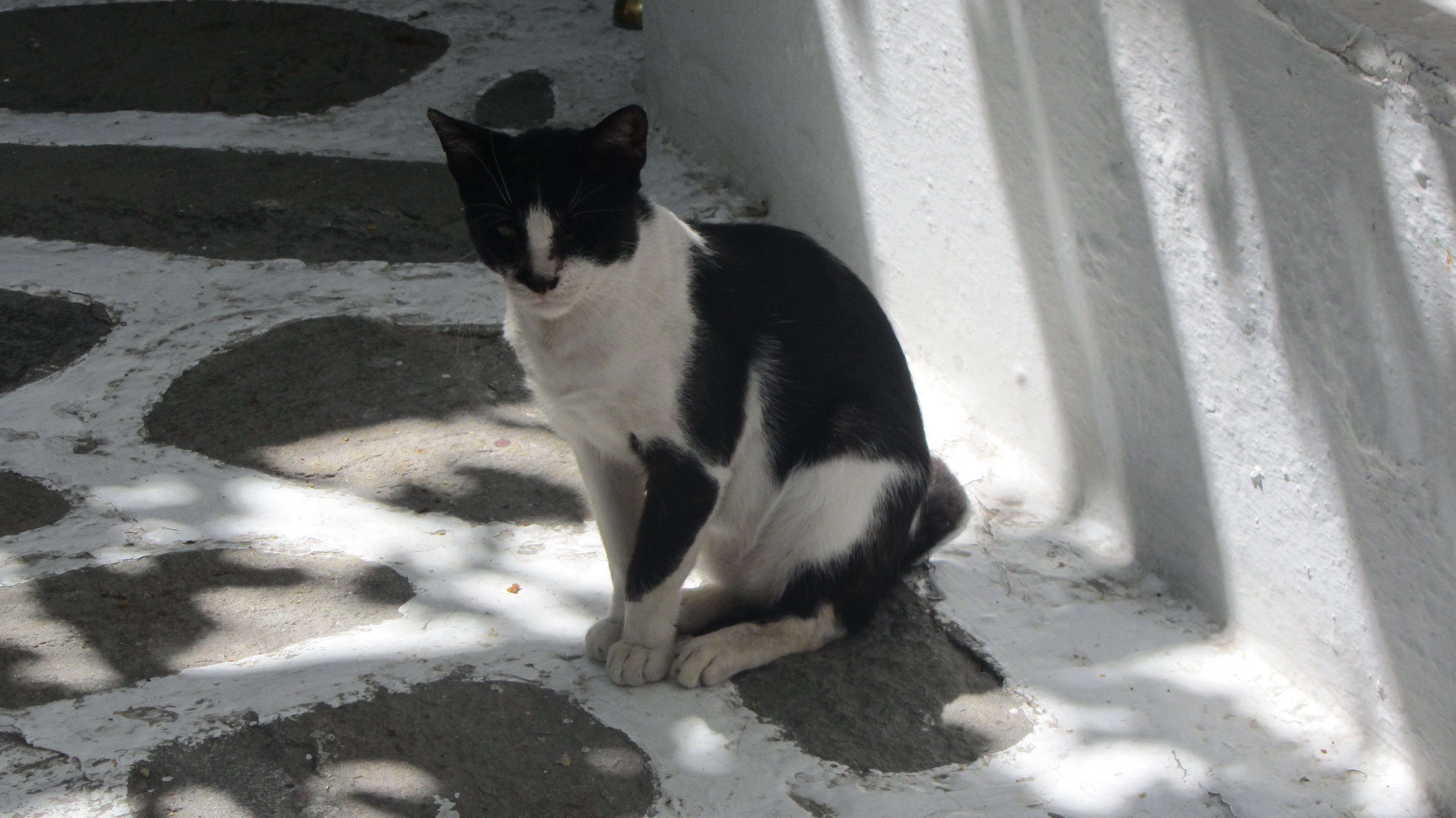 Black And White Aegean Cat Sitting