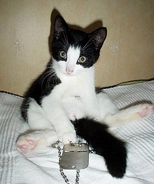 Black And White Aegean Kitten Sitting On Bed