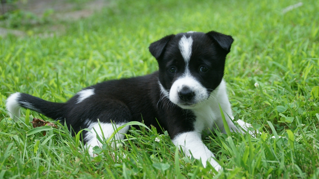 Black And White Beautiful Canaan Puppy Sitting On Grass