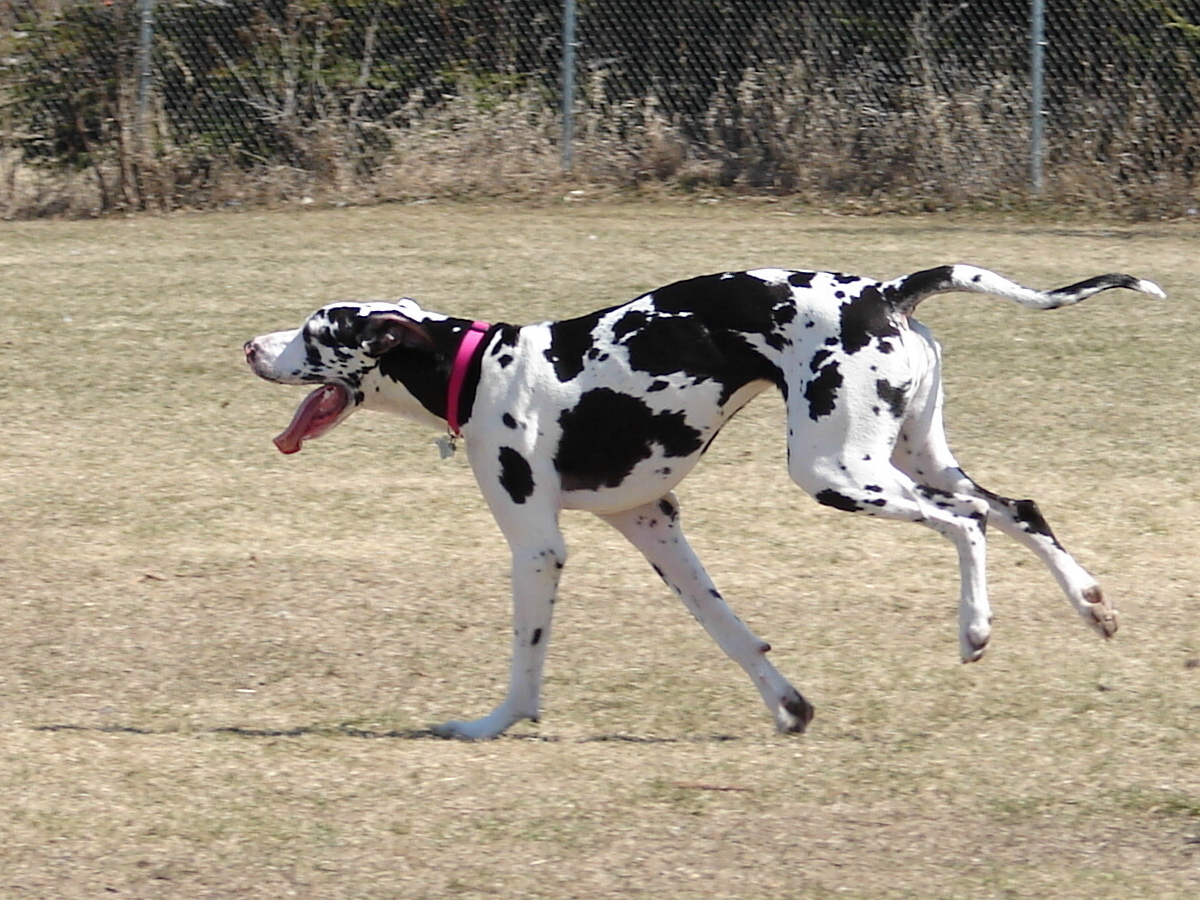 Black And White Brindle Great Dane Dog Running