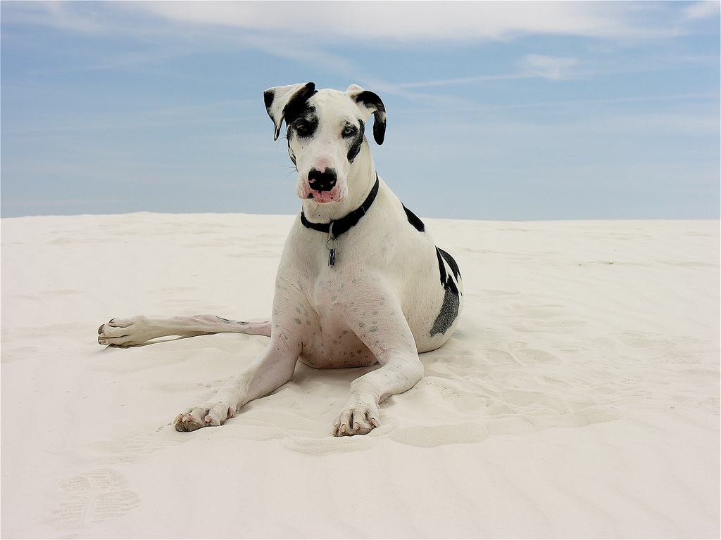 Black And White Brindle Great Dane Dog Sitting On Sand