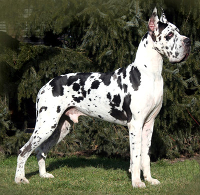 Black And White Brindle Great Dane Dog Standing On Grass