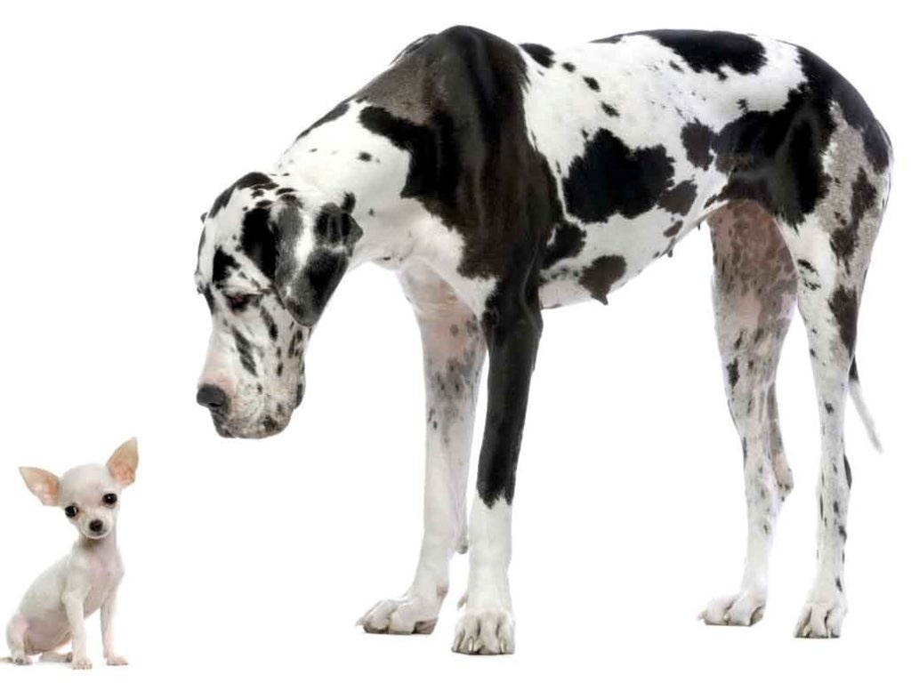 Black And White Brindle Great Dane Dog With Chihuahua Dog