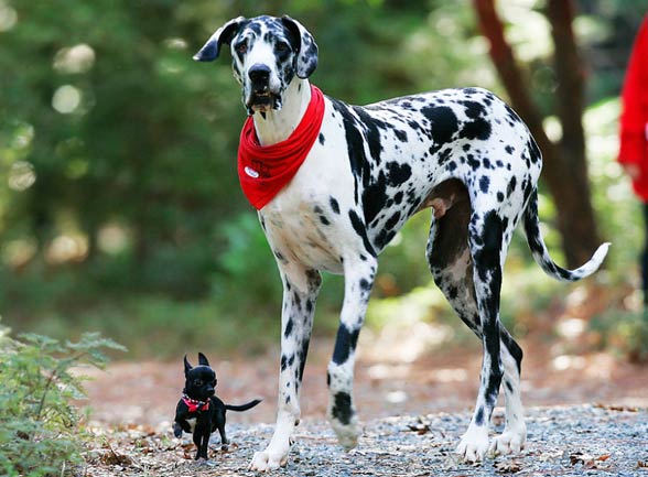 Black And White Brindle Great Dane Dog With Chihuahua Puppy