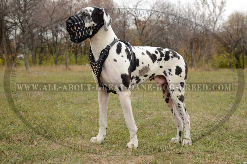Black And White Brindle Great Dane Dog With Muzzle