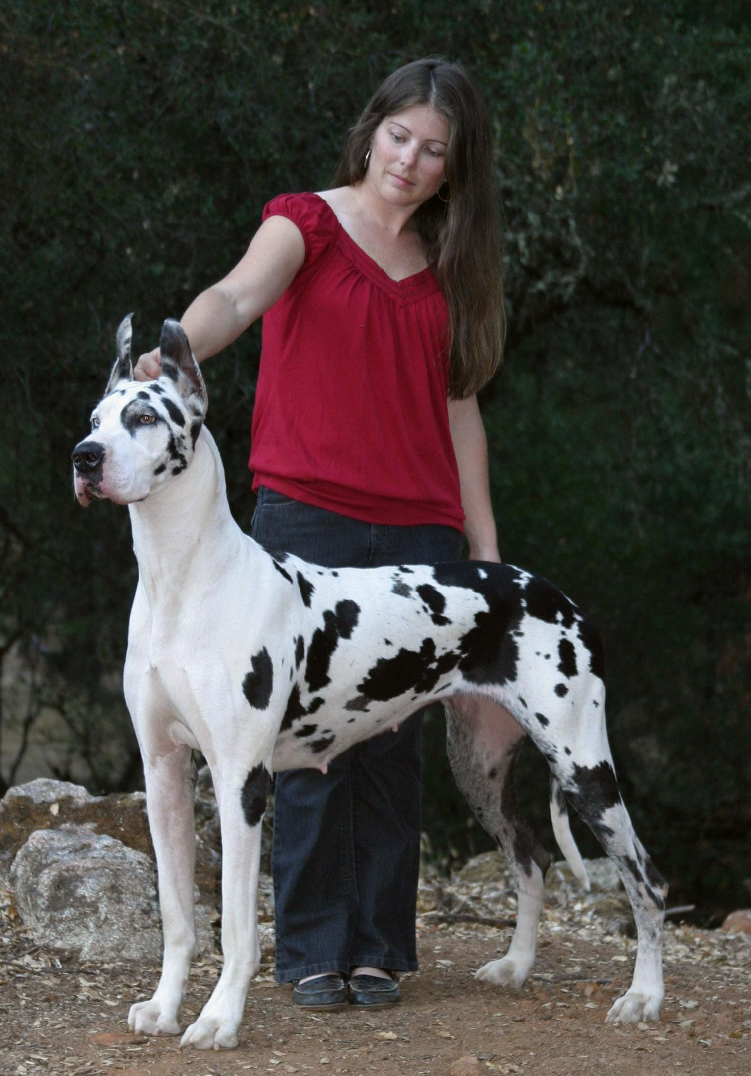Black And White Brindle Great Dane Dog