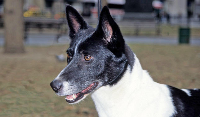 Black And White Canaan Dog Face Photo