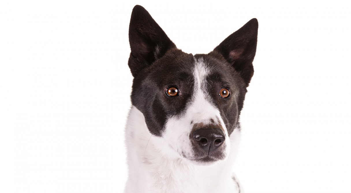 Black And White Canaan Dog Face