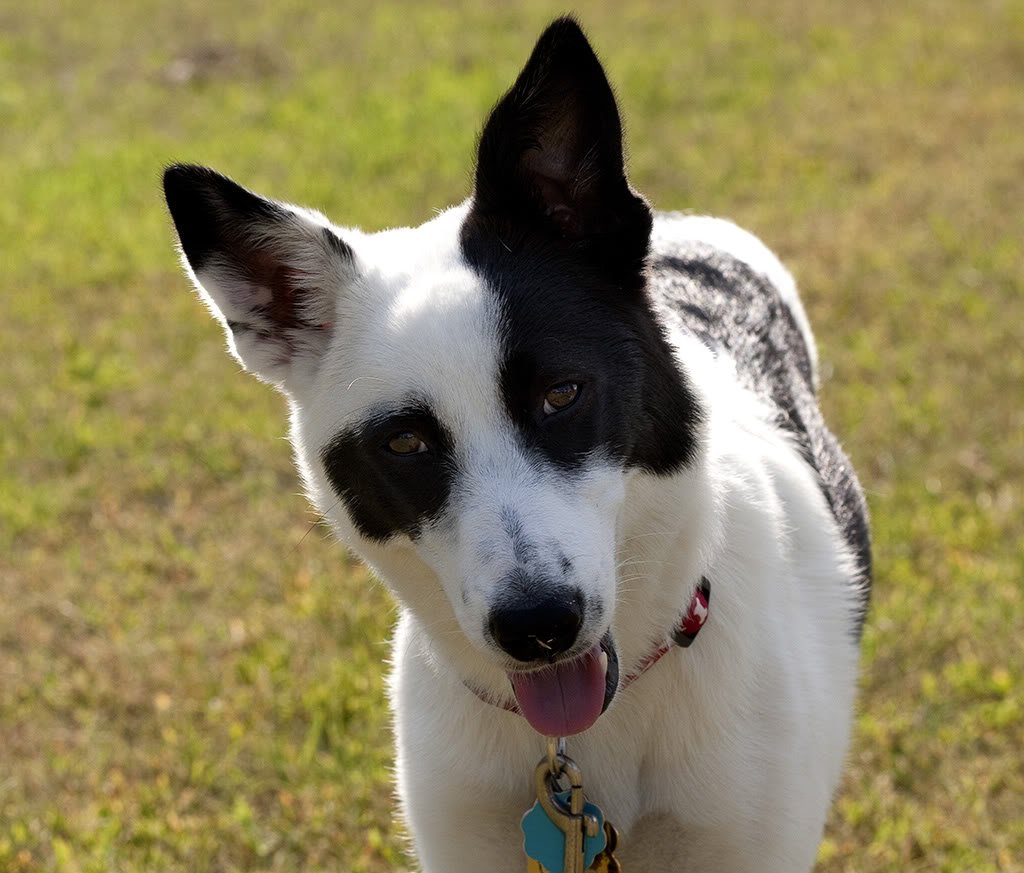 Black And White Canaan Dog Image