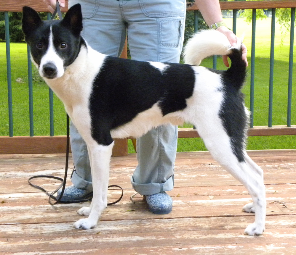 Black And White Canaan Dog Image