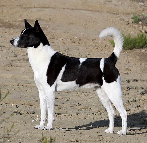 Black And White Canaan Dog Photo