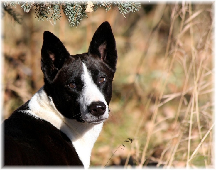 Black And White Canaan Dog Picture